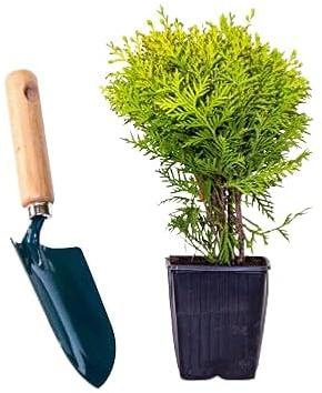 Thuja - Planta Arbustiva Natural y Fácil de Cuidar para Exteriores