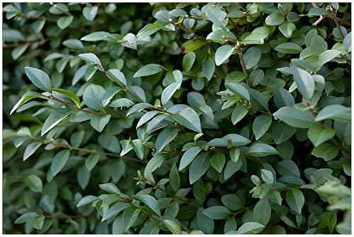 Stauden Gänge 100 x Ligustrum lucidum (Gehölz/Heckenpflanze/Winterhart/Mehrjährig/Immergrün) Glänzender Liguster - Immergrün und majestätisch in jeder Jahreszeit - toller Duft