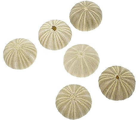 GANAZONO 6 Stück Seeigel Luftpflanzentopf 1.97 X 1.97 X 1.02 Zoll Natürliche Seeigelgehäuse Tischdekor Für Luftpflanzen DIY Blumenpots Und Heimdekoration
