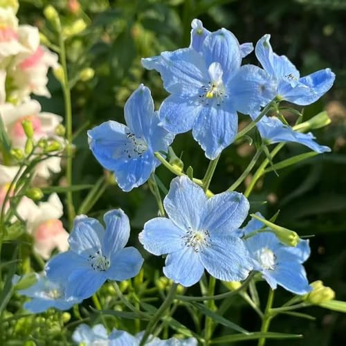 rittersporn winterhart mehrjährig winterharte für balkon, exotische rittersporn balkonpflanzen balkon - Seltene - garten frühlingsblumen 550samen