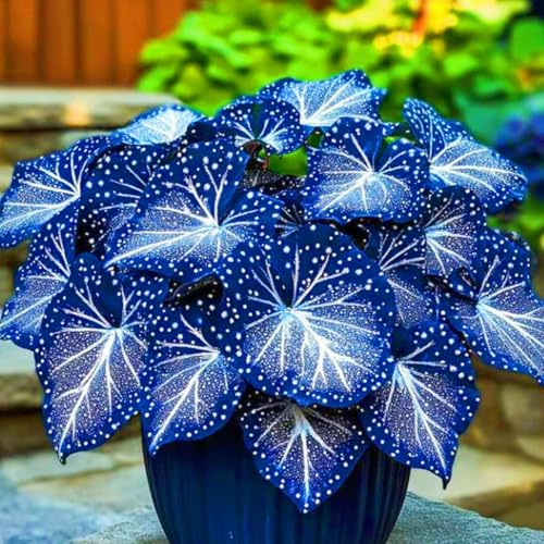 Hosta rari Perenne Facile da coltivare Piantagione di giardini