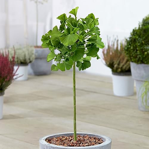 Ginkgo Mariken Patio Baum Mädchenhaarbaum Winterhart Gartenfertige Pflanze im 3L Topf