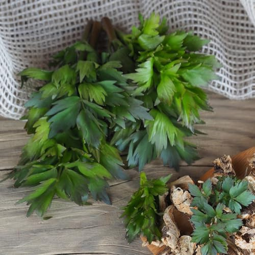 levistico - balcone rialzato con letto giardino roccioso all'aperto da interno, varietà antiche da cucina giardino, di 400semi