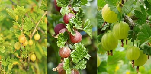3 Mixed Gooseberry Plants - Red, Green and Yellow Bushes Ready to Fruit! 3fatpigs®