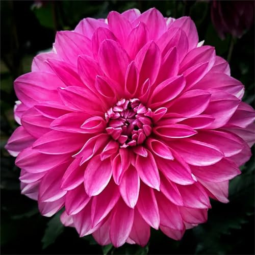 Pompon Dahlie, Einfach Zu ZüChten, MysteriöSe Magische GlüHbirne, Seltene Pflanze, Dahlien Zwiebeln, Winterhart Zwiebeln, Dahlien Knollen Winterhart MehrjäHrig, 4zwiebeln-D