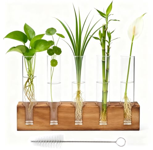 Zyiphor Jarrón Hidropónico De Madera, Plantas Hidropónicas Jarrón De Tubo,Stazione Di Propagazione con Supporto In Legno E Spazzola, per Decorativi Casa L'ufficio Patio(5 Tubi)
