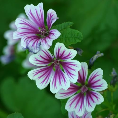 semi di malva selvatica giardino, perenni resistenti esotiche pascolo primaverili rampicanti 900pcs