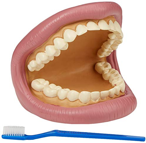 tickit Giant Teeth Demonstration Set, Dental Hygiene Toy, Ages 3+ | tickit Giant Teeth demonstration set is a hand puppet model that teaches dental hygiene and includes a toothbrush, ages 3+.