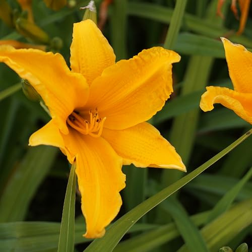 Blumixx Stauden Hemerocallis Hybride 'Burning Daylight' - Taglilie im 1,0 Liter Topf orange blühend