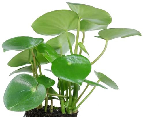 Planta Conocida como Hojas de Lluvia (Peperomia polybotrya Raindrop) Natural