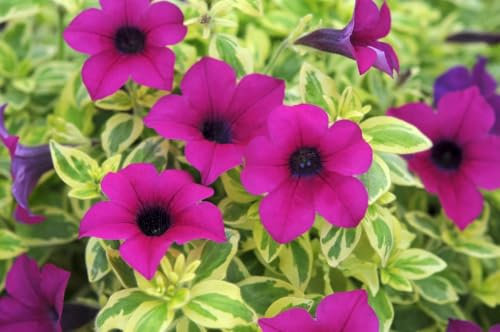 Surfinia Trailing Petunia Purple Variegated Basket Plug Plants Pack x6