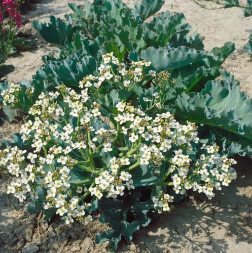 Crambe maritima 11x11 cm Topf – Winterhart, Mehrjährig, Pflegeleicht – Meerkohl – Gemüsepflanze für Beet & Küstengarten