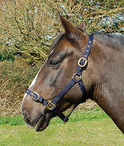 Rhinegold Ponystrick Tierhalsband Pony Größe, Nylon, Einstellbare Noseband und Messing-Stollen und Schnallen