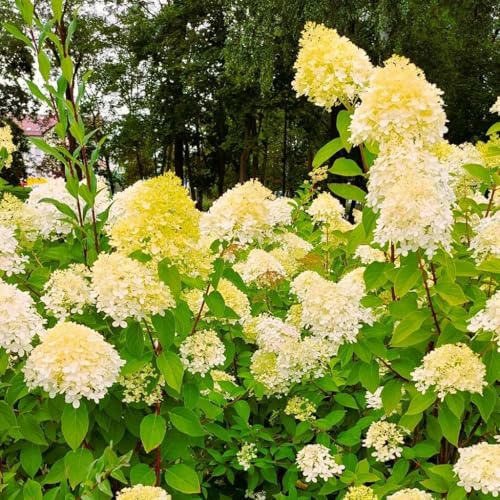 Cremegelbe Hortensie 2L - Sehr schöne, lange und üppige Blüte