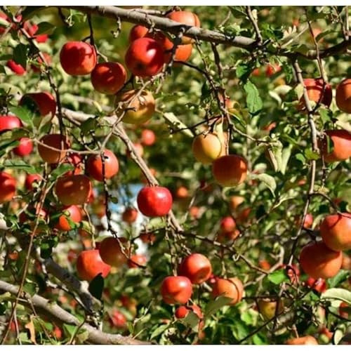 Manzanas Fuji caja de 9 Kg