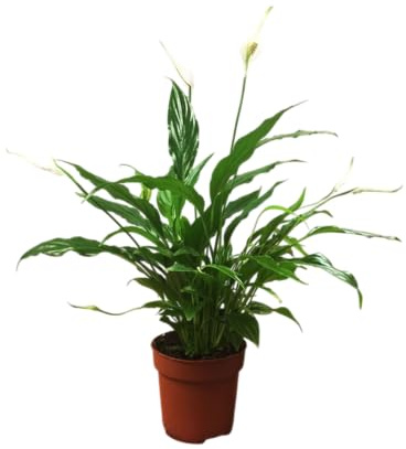 Espatifilo en Maceta Planta Viva Spathiphyllum con Hojas Verdes Intensas