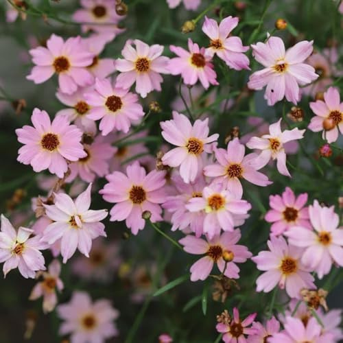 semi di coreopsis, d'appartamento, esotiche interna giardino sul balcone tappezzante resistente 300pcs