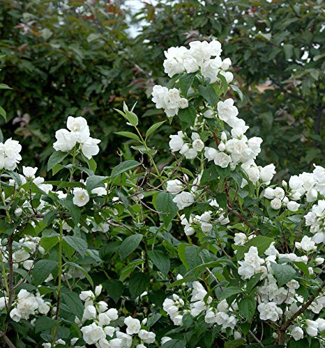 Gefüllter Gartenjasmin Schneesturm 40-60cm - Philadelphus - lebende Gartenpflanze aus den Baumschulen