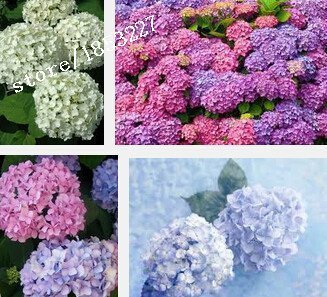 100 Hydrangea Semi di Fiori Naturia Hydrangea macrophylla Garden Fiore pianta