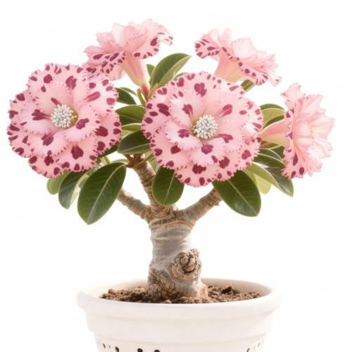 Rosa del desierto,perenne, de rápido crecimiento, buena para jardines, decoración interior y exterior-1tubérculos-I