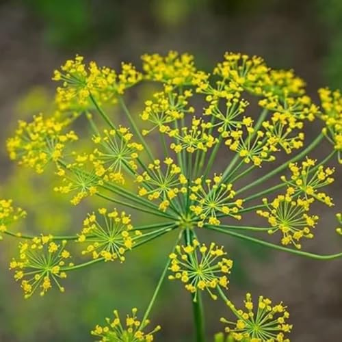 Semillas de eneldo orgánico, Anethum graveolens - semillas de medicinales raras semillas organicas de balcón resistentes de jardín 200pcs