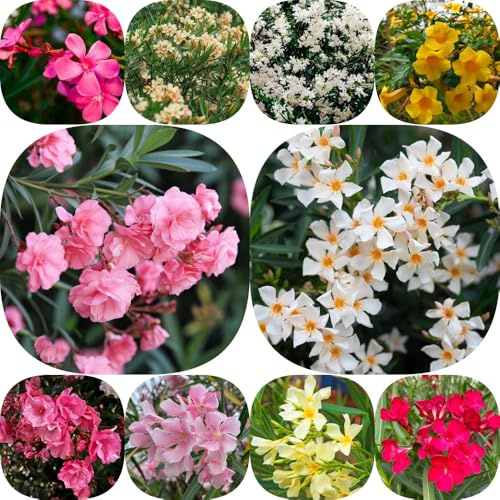 Semi di oleandro - di semi esotico raro balcone estivi per i luoghi soleggiati arbusti resistenti per giardinieri organico giardino arbusti 10pcs