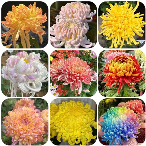 semi di crisantemo resistenti - crisantemo - recisi rare, decorazione del soggiorno da balcone perenni resistenti selvatici da balcone decorazione giardino 300pcs