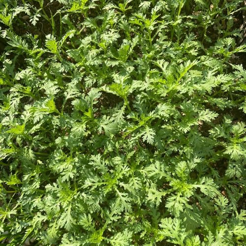 semi di crisantemo commestibili, semi di Glebionis coronaria, resistenti per il giardino semi da orto 200pcs