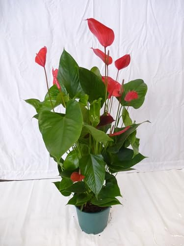 [Palmenlager] XXL Anthurium Melodia ibis 100 cm - Topf 21 cm Ø - Flamingoblume // Zimmerpflanze Anthurie