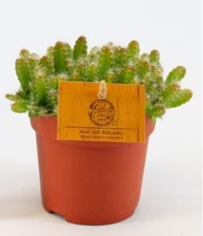 Hylocereus undatus - Dragon Fruit Tree Plant in 12 cm Pot