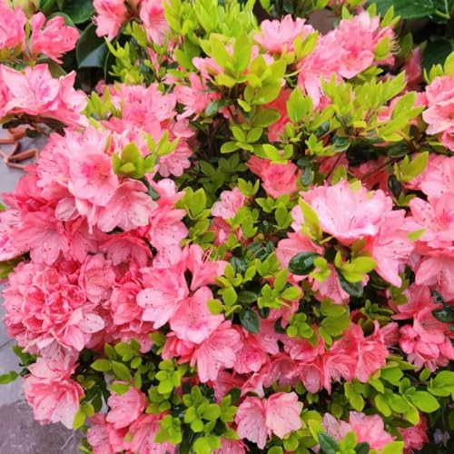 semillas de rododendro, interior de azalea Decoración de jardín para exterior, balcón, para lugares soleados 30pcs