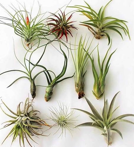 Biotope Aquatics Ltd - Air Plant Pack - Easy to Keep - Live House Airplants - Mixed Selection (2)