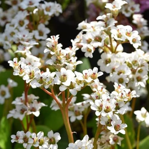 12 unidades o 1 m² Bergenia 'Savoury plant' - Bergenia Cordifolia Maceta 9x9 cm