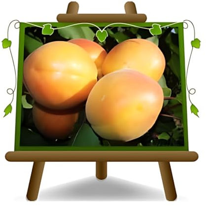 EURO PLANTS VIVAI Albicocco Portici pianta da frutto autofertile su vaso da 26 cm Altezza 180~200 cm - Età 4 anni