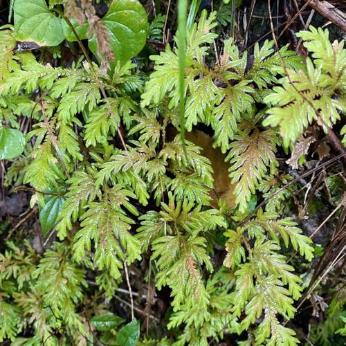 Rose Von JerichoZwiebeln - Selaginella tamariscina - topfpflanzen draußen winterhart geschenke für gärtner bodendecker gartenpflanzen 3pcs