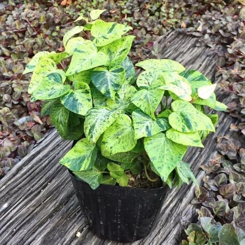 Semi di edera a crescita rapida semi di varietà antiche Semi di edera verde, decorative sospese d'appartamento di edera rustiche per balconi pensile 500pcs
