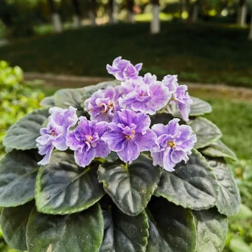 violette africane decorazione floreale organica per balcone violette africane d'appartamento rareto decorativo da balcone insoliti 200semi