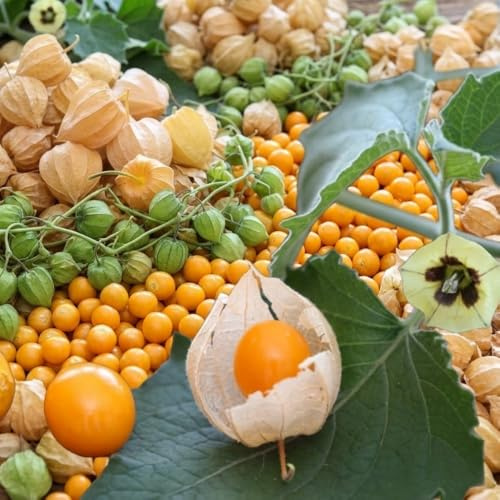 Cape Gooseberry Live Plant in 4 Inch Pot, Sweet Gooseberry Bush Live Plant for Outdoor Gardening, Edible Gooseberry Tree, 8-10 Inch Tall
