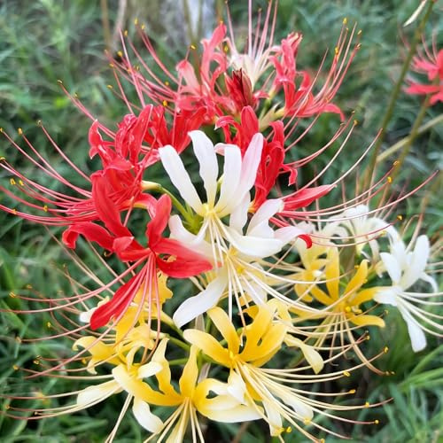 giglio ragno - Lycoris Radiata bulbi resistenti decorazione ufficio giardino balcone interni esotici giardino decorazione 4pcs
