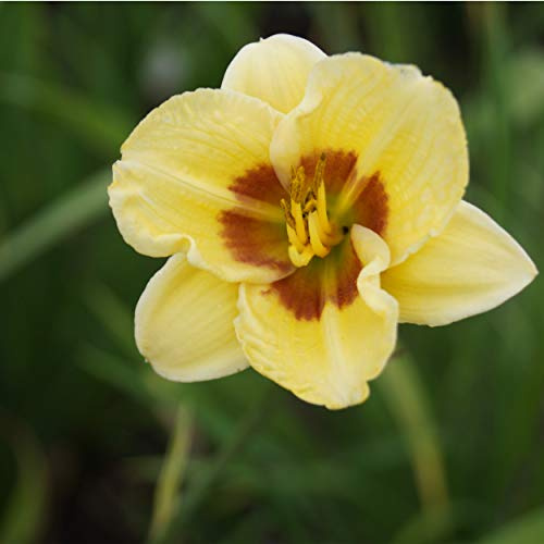 Blumixx Stauden Hemerocallis Hybride 'Little Big Man' – Taglilie, gelb blühend mit roter Mitte, winterharte Staude, pflegeleicht, für Beet