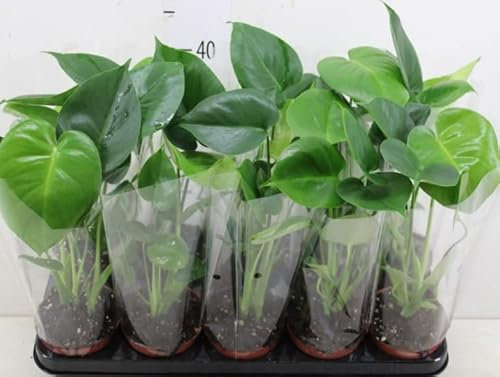 Monstera DELICIOSA - Easy Care Evergreen Indoor House Plant in 12 cm Pot Approx. 40 cm Tall