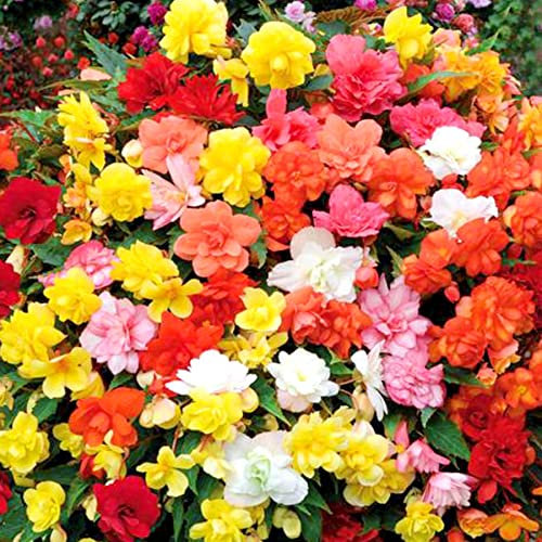 3 Colourful Flowers Begonia Florencio Mix of Colours Great Value in 9cm Pot Perennial Garden Plant