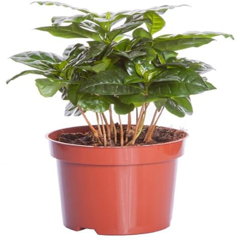 Buy4seeds Coffea Arabica nanum 10 Seeds - Coffee Plant Easy to Grow