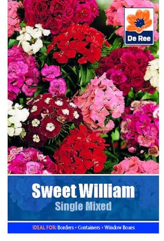 Flower Seeds Sweet William Single Mixed - 215 Seeds Packet Plant Bedding Borders Containers Pots Grow Your Own Garden Plant Seed