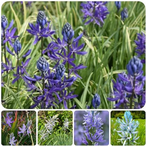 semi di giglio prateria - giardino roccioso resistenti perenne resistente tappezzante per luoghi soleggiati primaverile, selvatici 100pcs