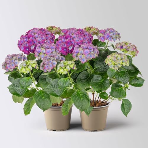 Hortensie 'Hi™ Fire', rot-lila, Topf-Ø 14 cm, Höhe ca. 40 cm, 2 Pflanzen