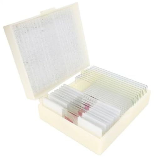KONUS | Nr. 10 vorbereitete Microscope Slides: Botanik - Bakterien und einfache Organismen