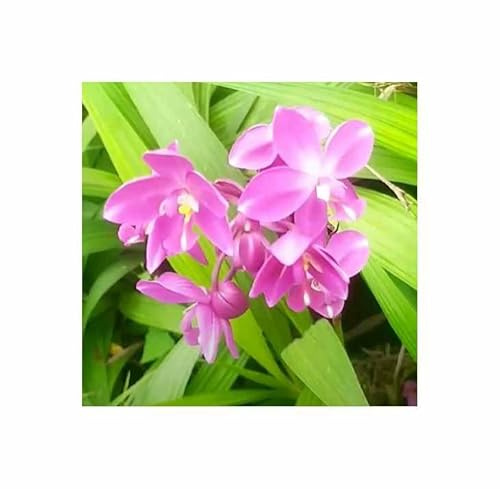 Pezzi - 10x Spathoglottis Lilla Orchidee Landkräuter Esterno Orchidee - Seme ID1644 - Seeds & Plants Shop by Ipsa