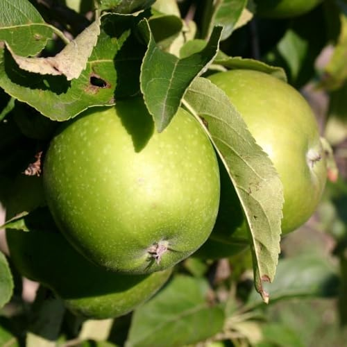 Plante Fruitière Pommier Granny Compatible Avec Smith En Vase 24 Age 3/4 Ans (Photo Réelle)
