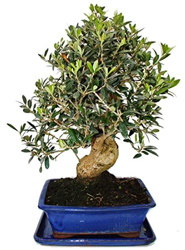 Bonsai Solitär Olivenbaum Olive Olea europaea 17 Jahre 26cm Schale